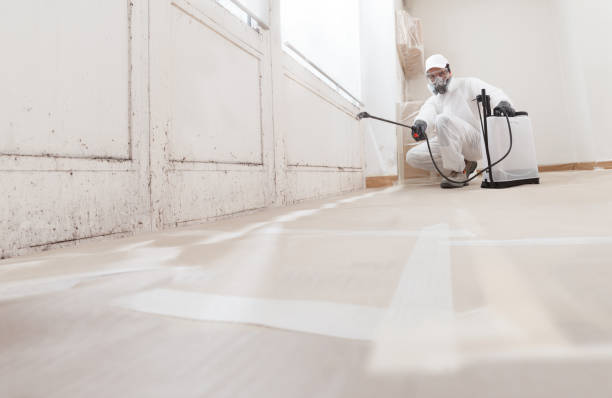 24/7 Emergency Black Mold Remediation experts in Chester, PA