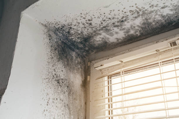 Affordable Black Mold Remediation solutions in Chester, PA