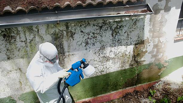 Top rated local Black Mold Remediation specialists in Chester, PA
